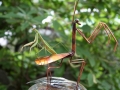 Haw Creek Forge Mantis and friend